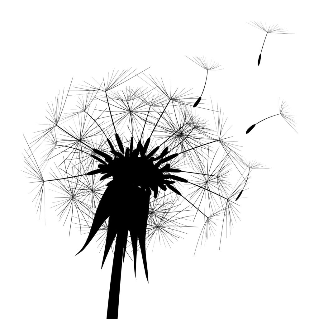 Dandelion